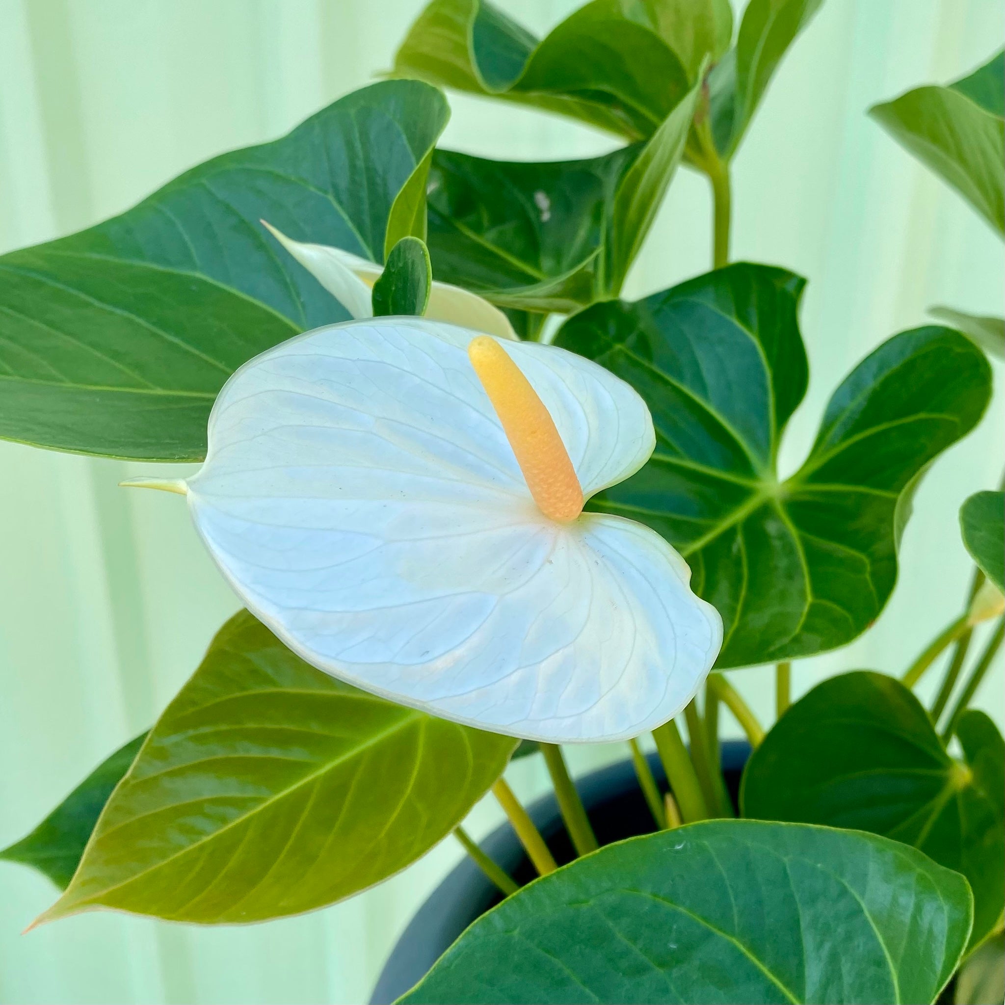 Anthurium in Lyon Planter