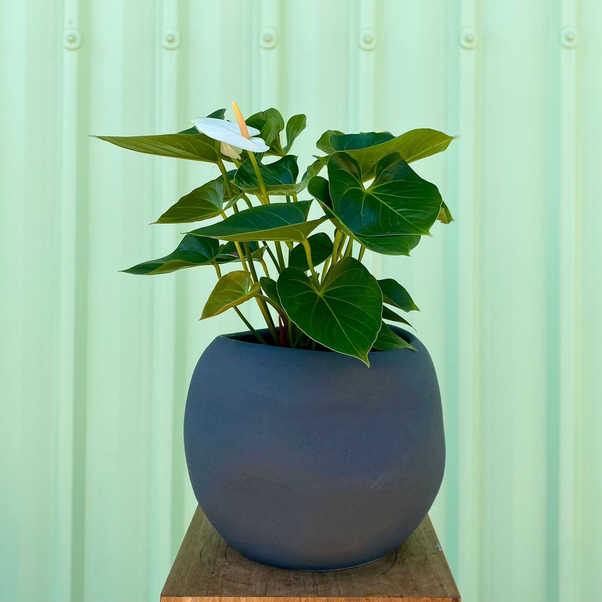 Anthurium in Lyon Planter