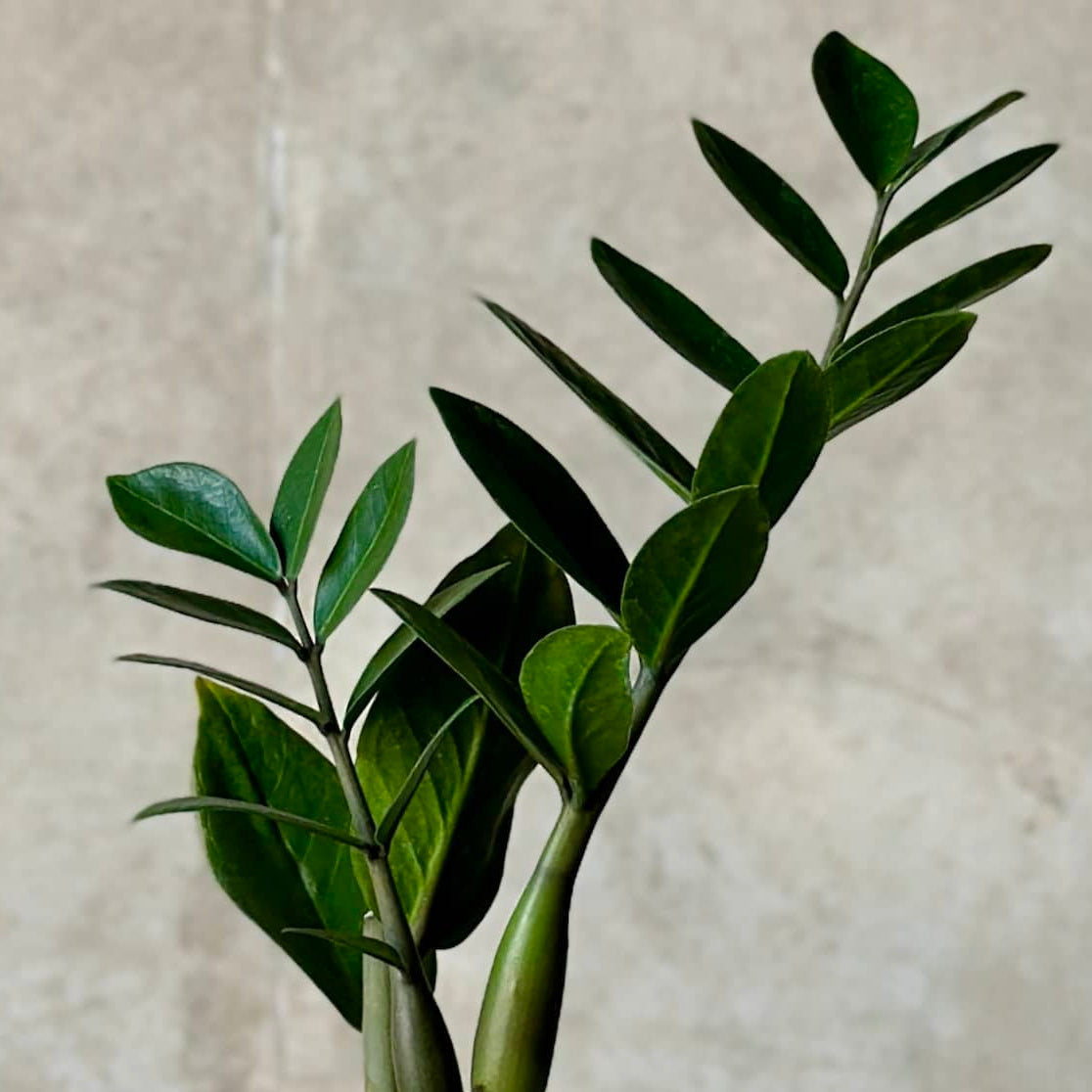 Pot Plant + Candle & Linen Spray
