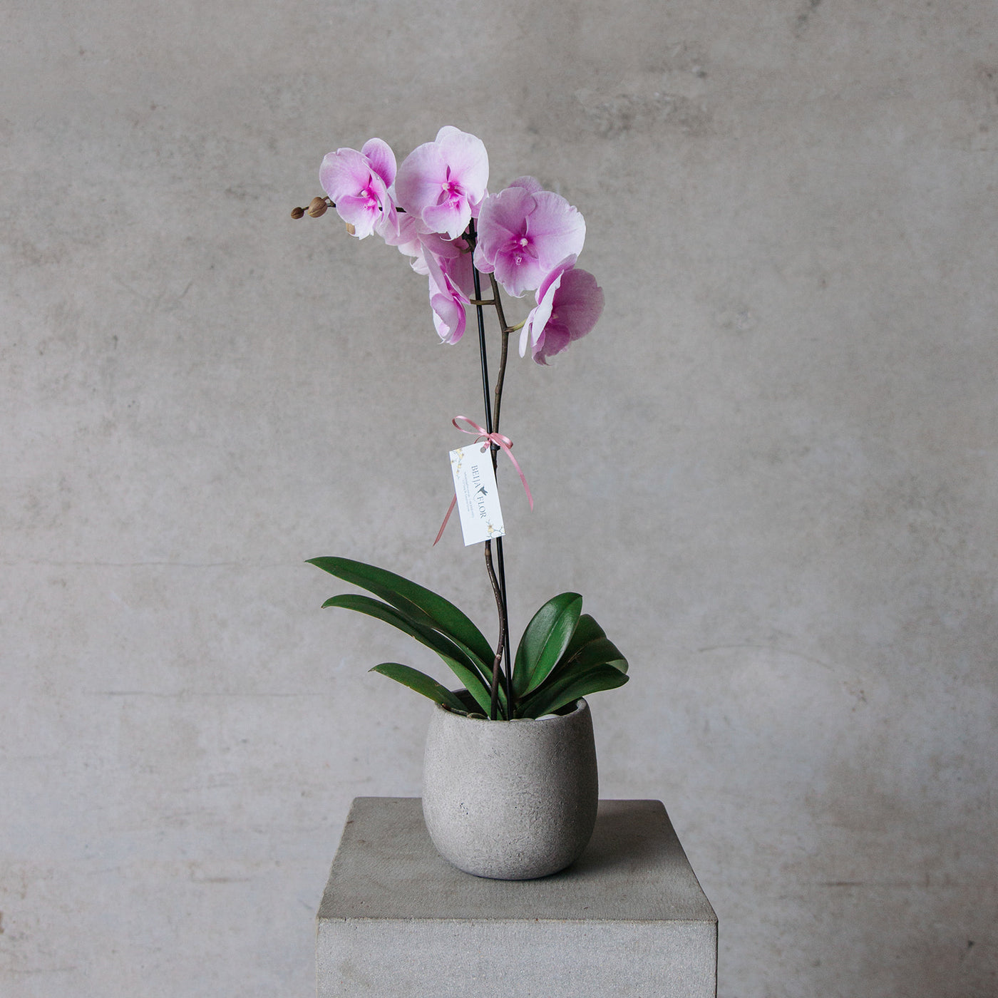 Phalaenopsis Orchid Planter - Cement Pot - Beija Flor Darwin