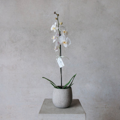 Phalaenopsis Orchid Planter - Cement Pot - Beija Flor Darwin